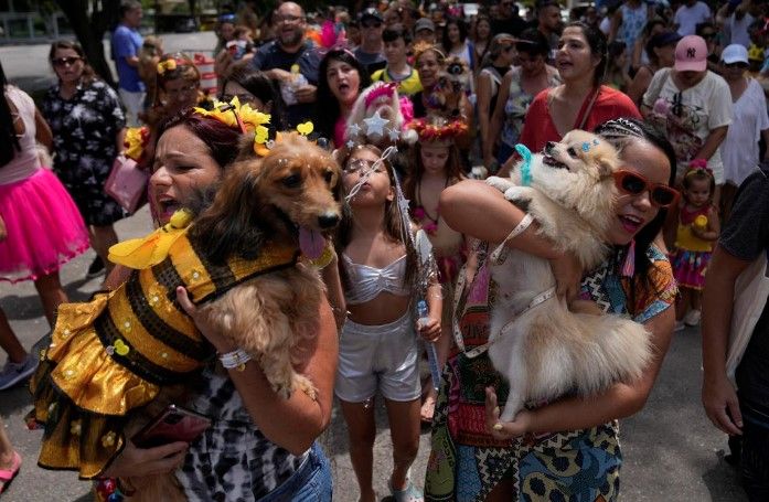Photos of dogs in costumes for Brazil's Carnival