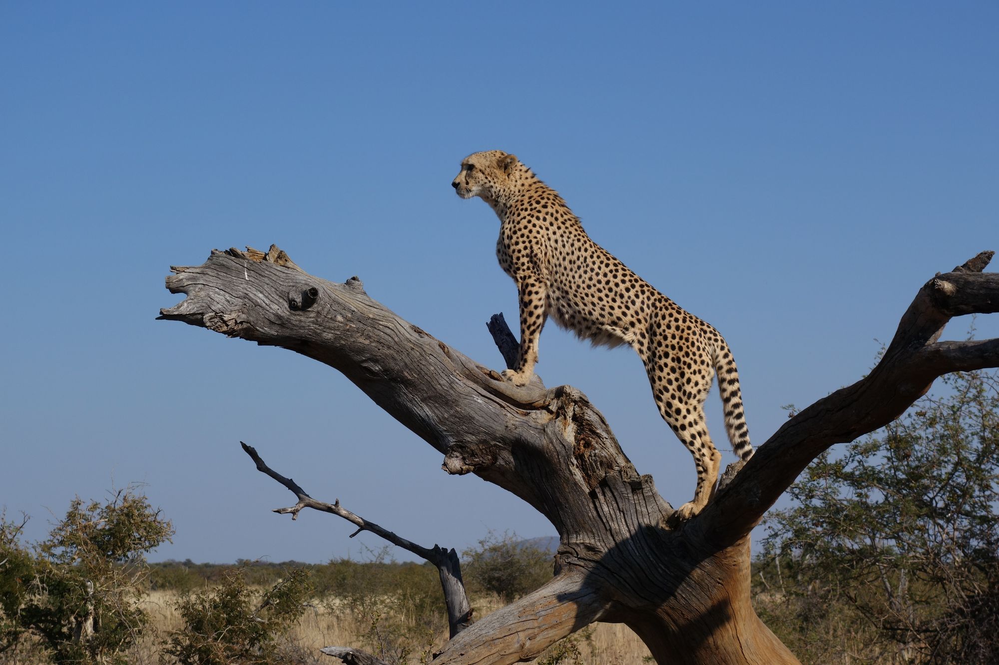 A cheetah perched on a tree trunk