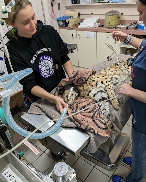 Serval was found to have cocaine in its system