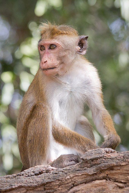 Toque macaque monkey in Sri Lanka
