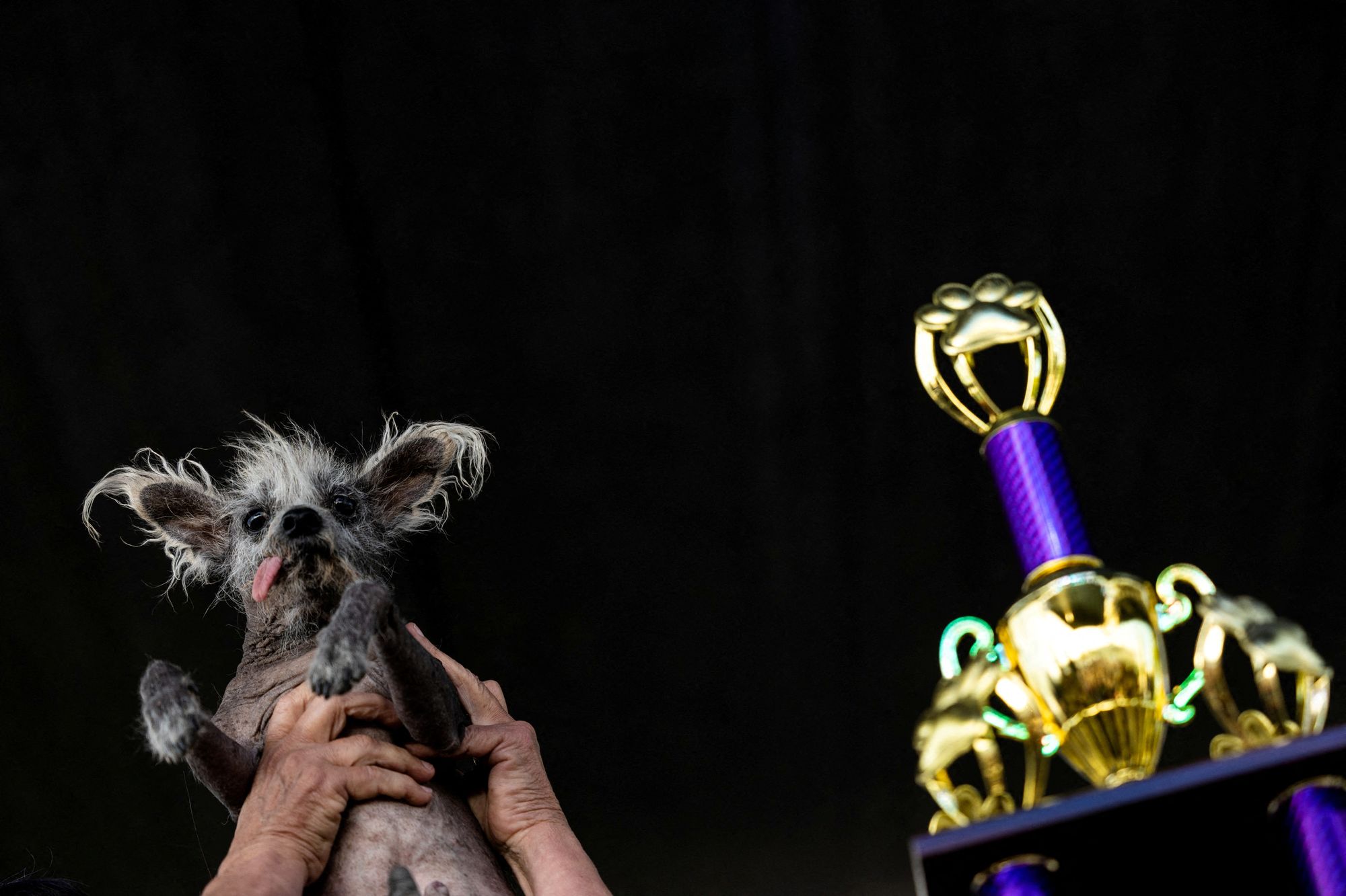 World's Ugliest Dog winner Scooter