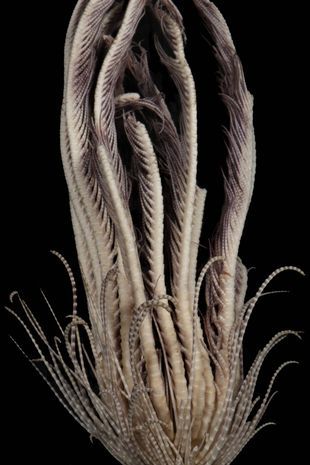 Antarctic strawberry feather star