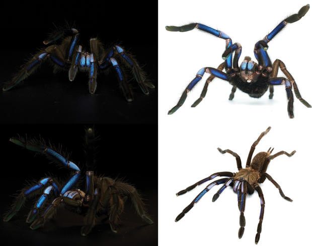blue spider found in Thailand