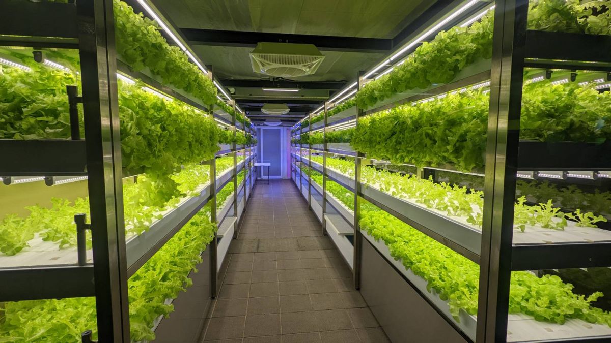 Taiwan has an underground vertical farm housed in the metro