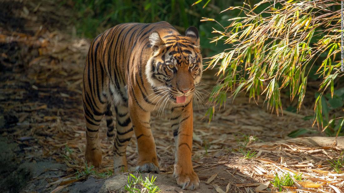 How science is helping conservation efforts for endangered tigers