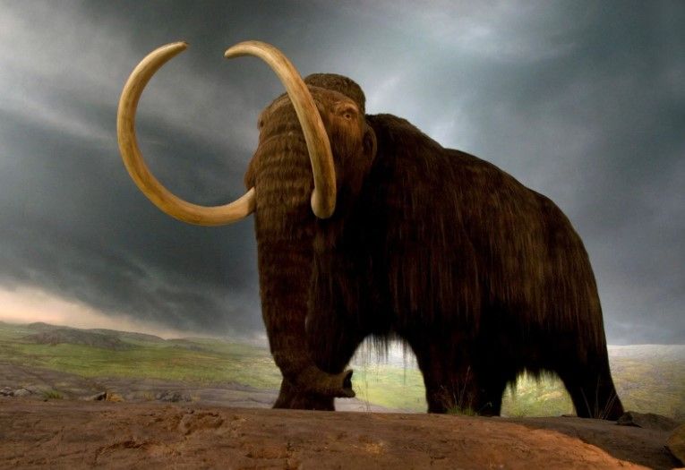 Scientists want to bring the woolly mammoth back to life
