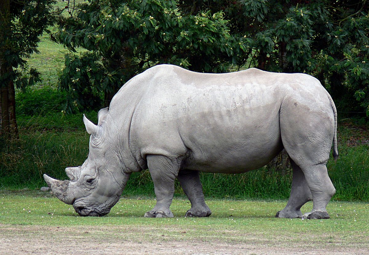 A herd of 2,000 white rhinos is up for auction starting at US$10 million