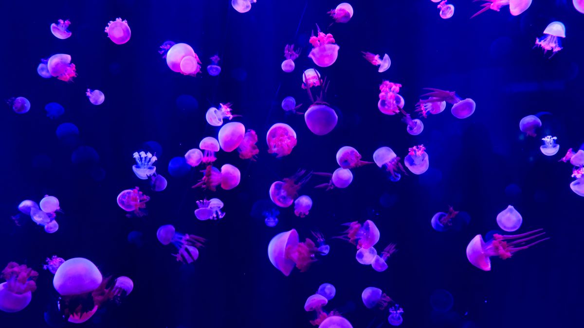 As oceans warm up with climate change, jellyfish are thriving