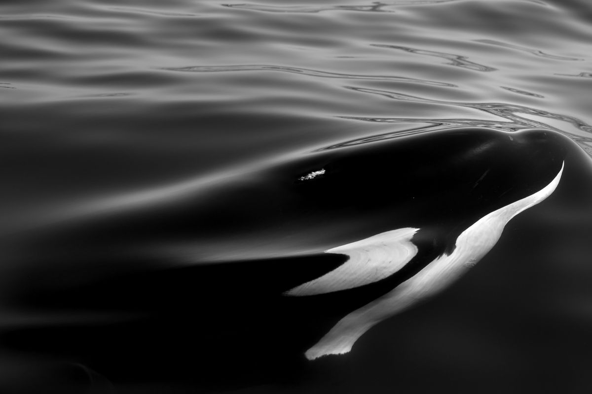 What’s going on with orcas lately?