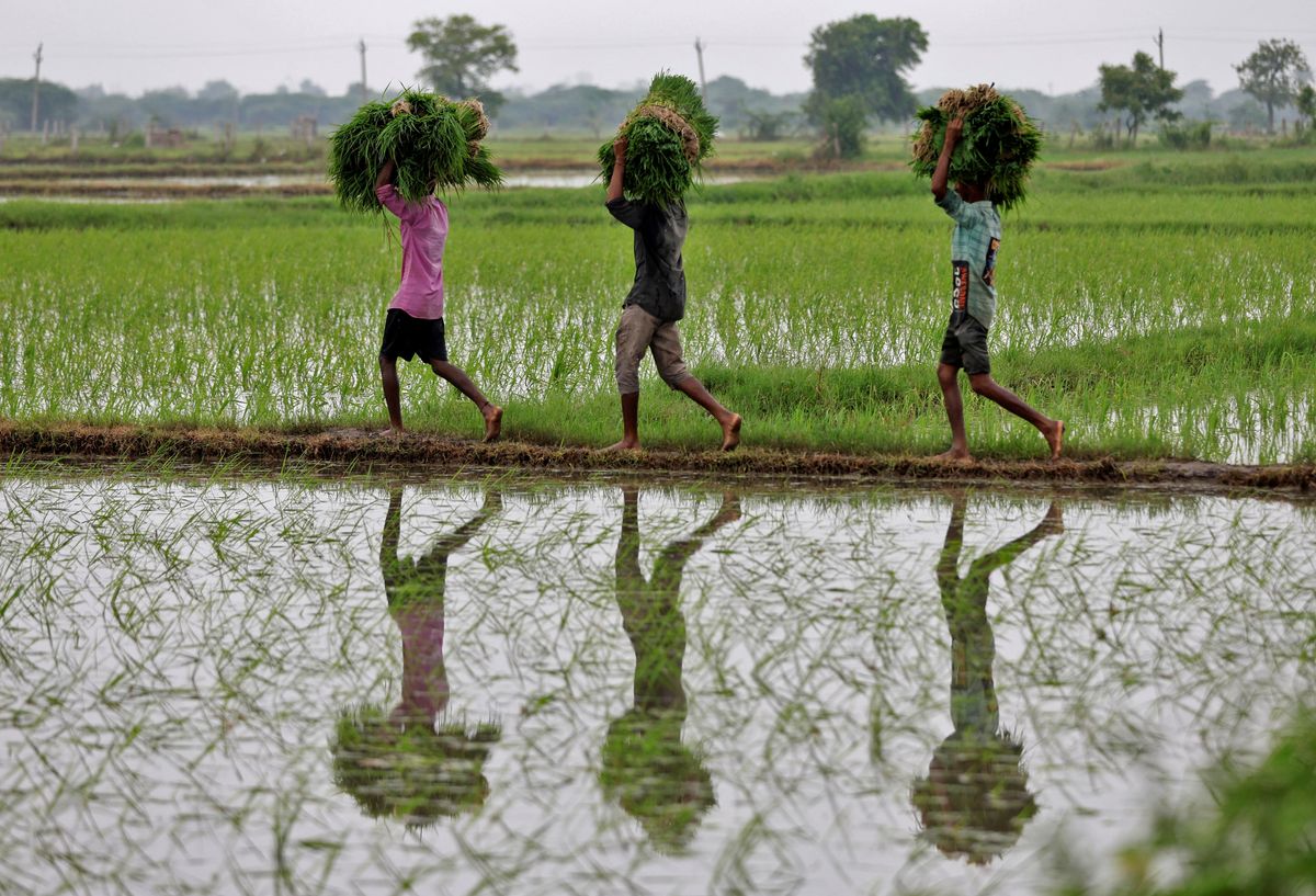 India’s rice export ban shakes up the global food supply