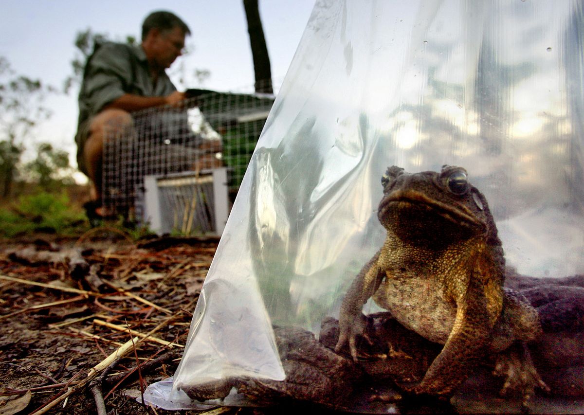 Invasive species are costing the economy billions of dollars