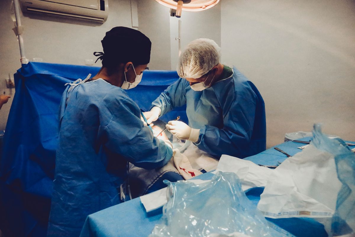 Breakthrough in animal-to-human organ transplants
