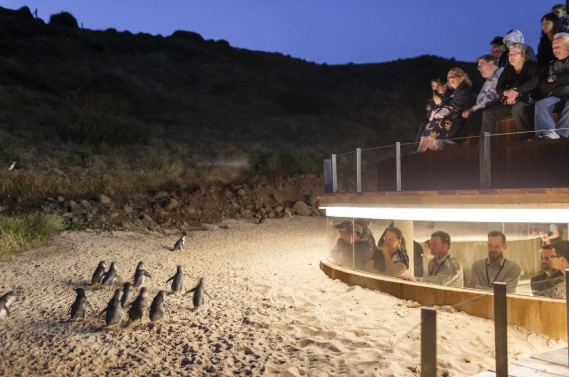 An inside look at Australia’s nightly penguin parade