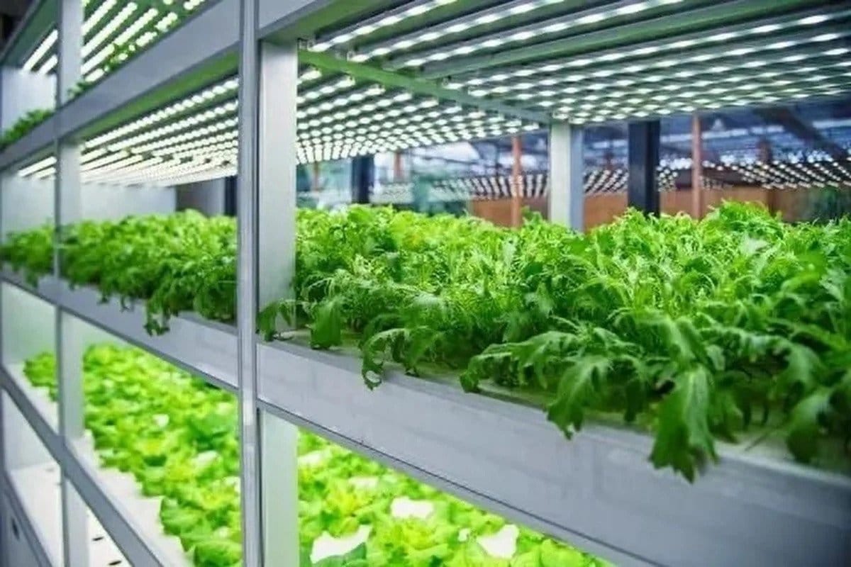 A new vertical plant farm has launched in China's Sichuan