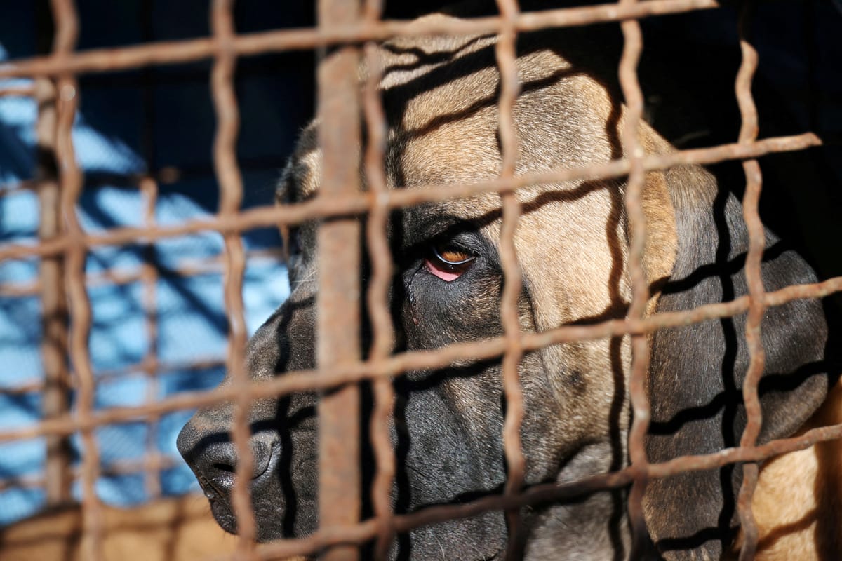 South Korea bans the consumption of dog meat from 2027