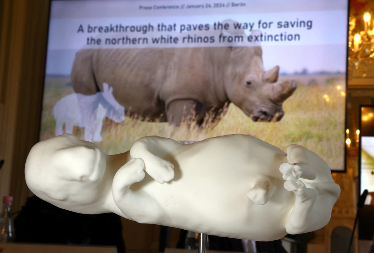 White rhino IVF success could save them from extinction