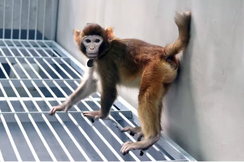 China’s ReTro is the first successfully cloned rhesus monkey