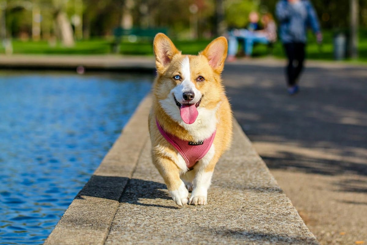The ultimate guide to the best dog parks in Hong Kong