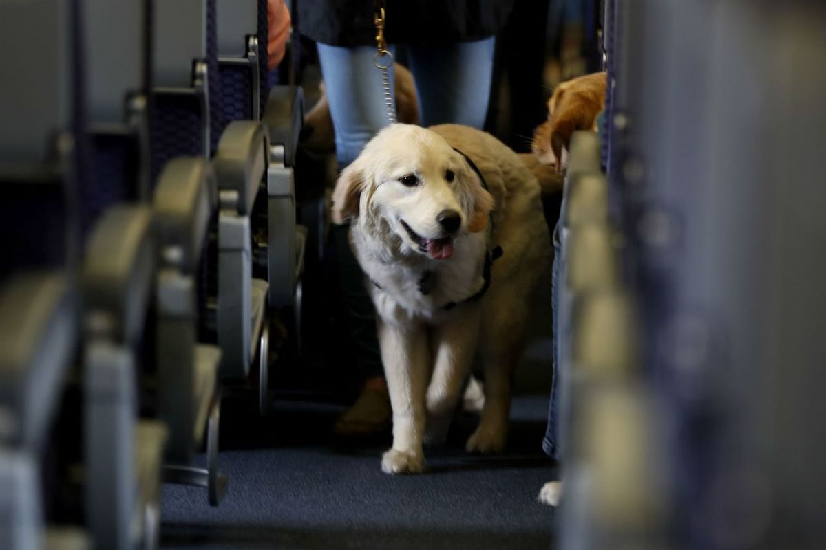 US proposes limitation on emotional support animals for flights