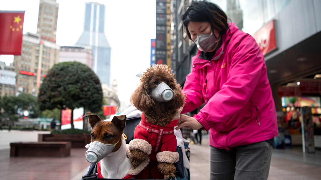 Hong Kong dog found to have trace levels of coronavirus