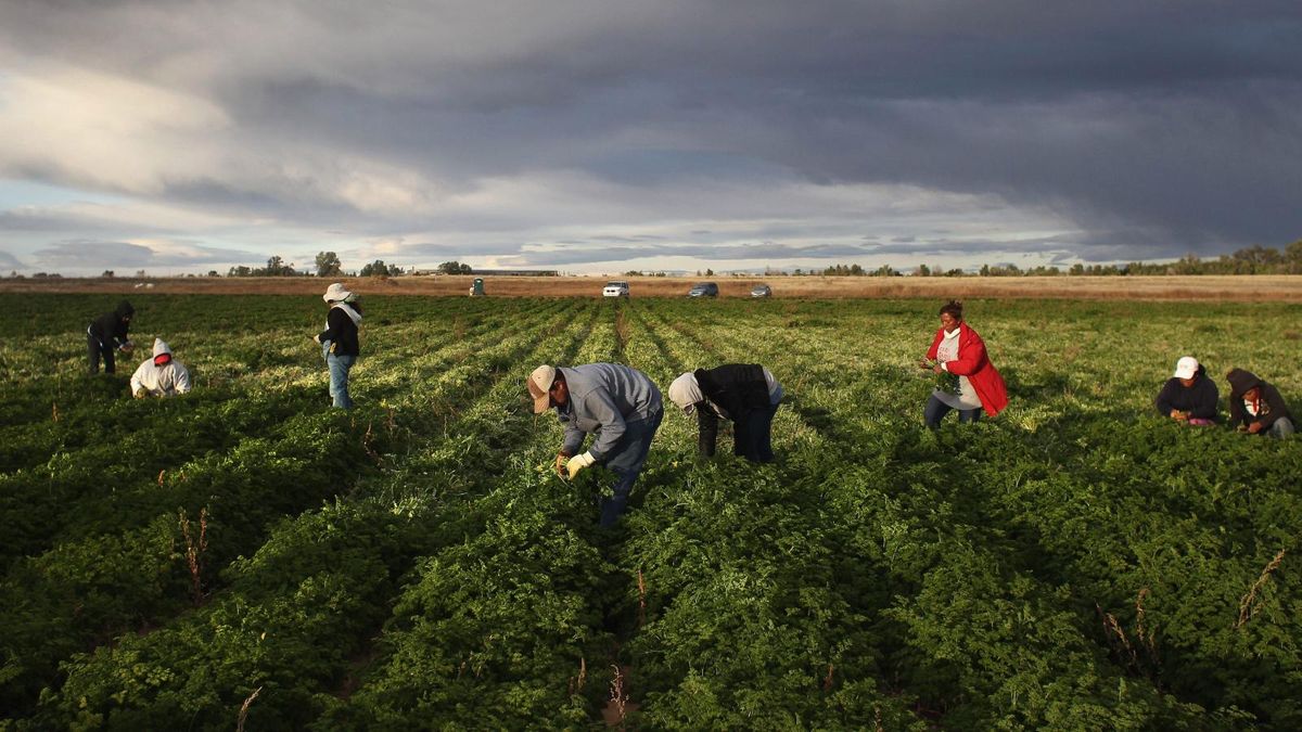 US farmers are destroying crops due to reduced demand, stoking concerns of future food shortages