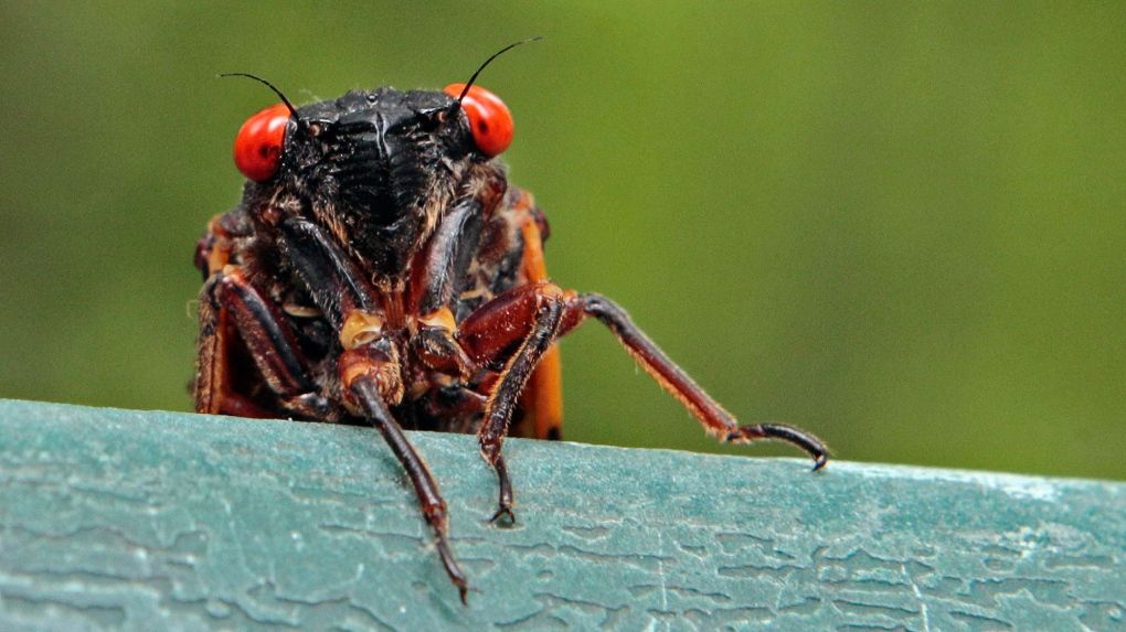 Déjà vu? It’s not just you, 17-year cicadas emerge more often than every 17 years