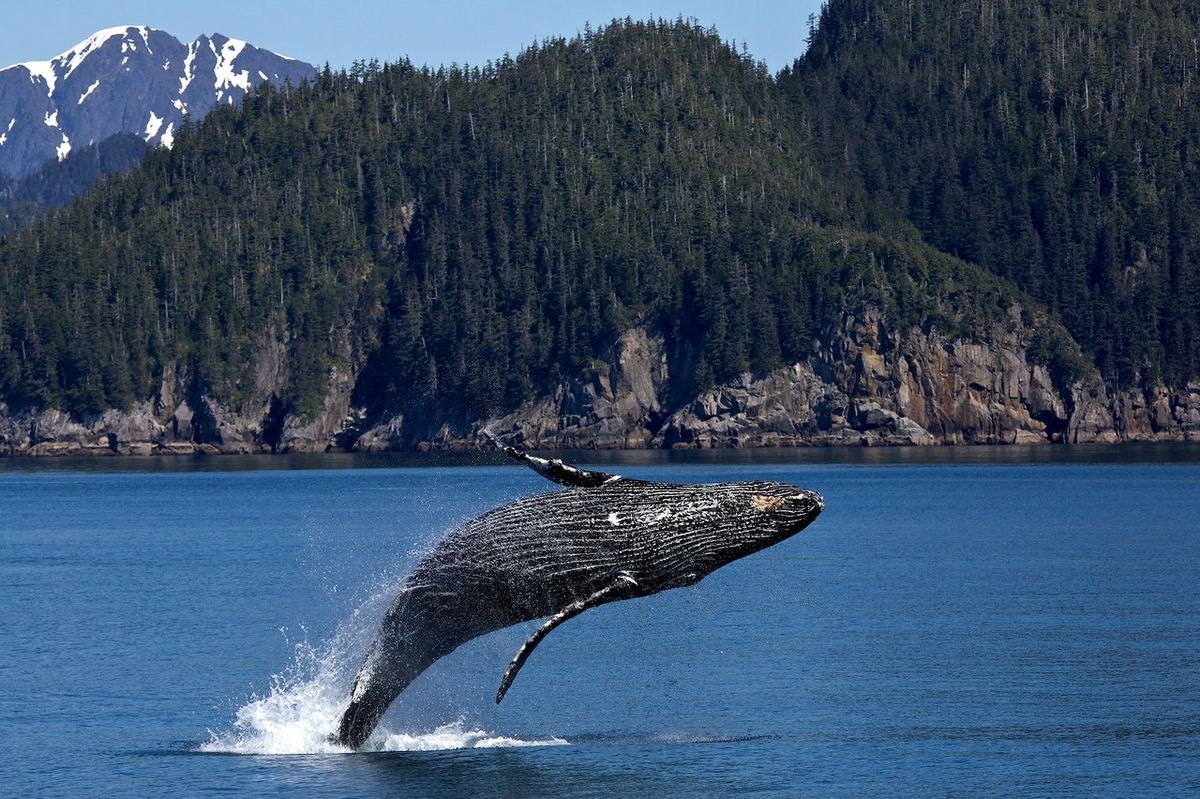 The best place for whale watching in California