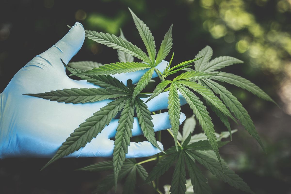 Gina Dubbe and Dr. Leslie Apgar break new ground in the US cannabis industry