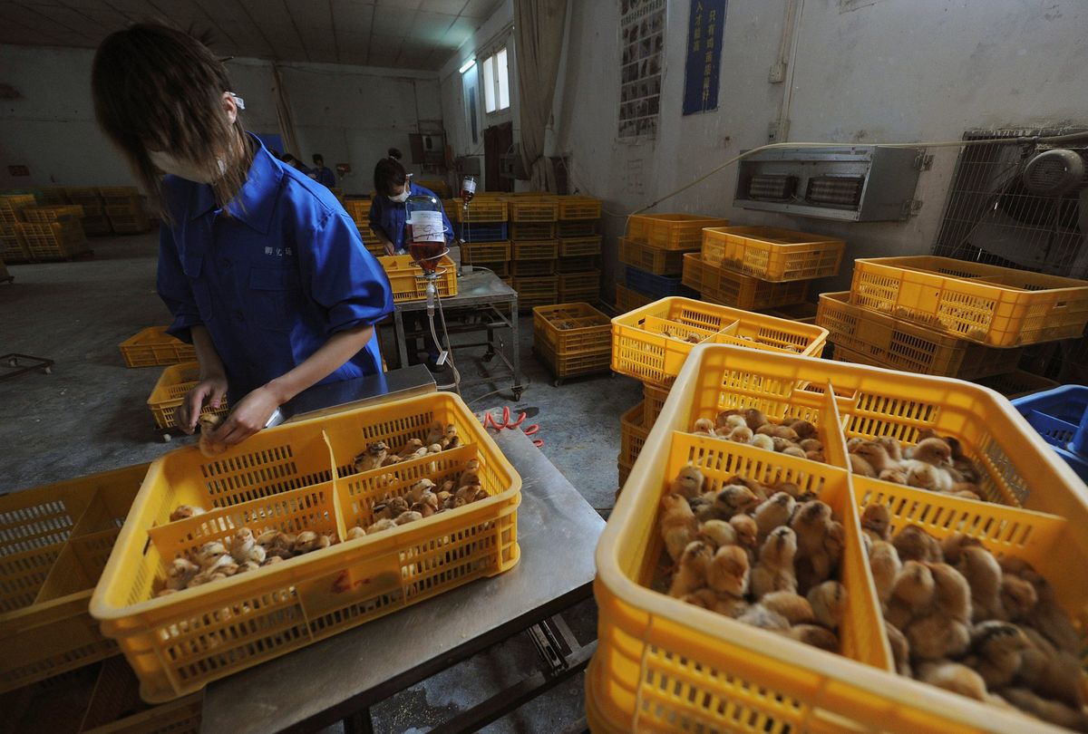 Why do experts believe that the new strain of bird flu found in China is a result of climate change