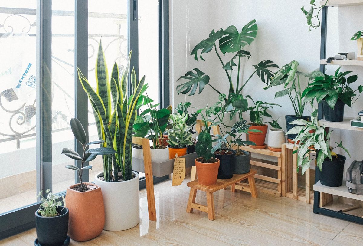 Keeping your space green in winter with indoor winter plants