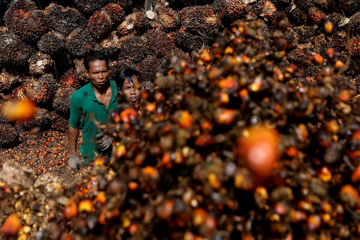 Indonesia will lift its palm oil export ban from Monday
