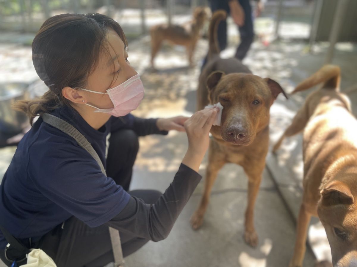 Hong Kong Dog Rescue’s mission to save shelter dogs across the city