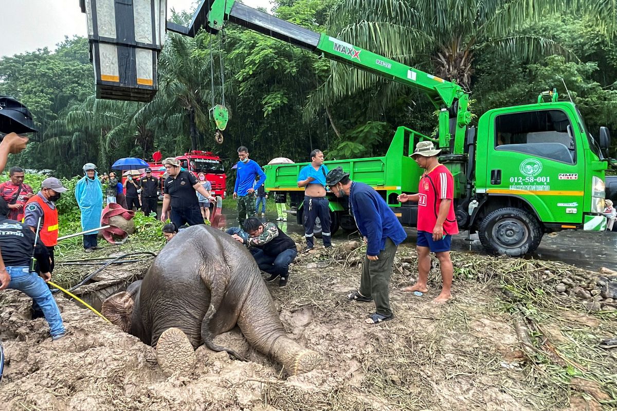 Park in Thailand gets two elephants with one hole
