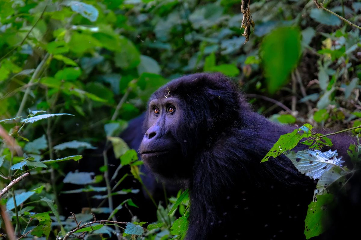 The Democratic Republic of Congo plans to auction oil permits in the rainforest, endangering gorillas