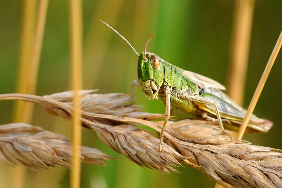 Will insects be the next steak dinner?