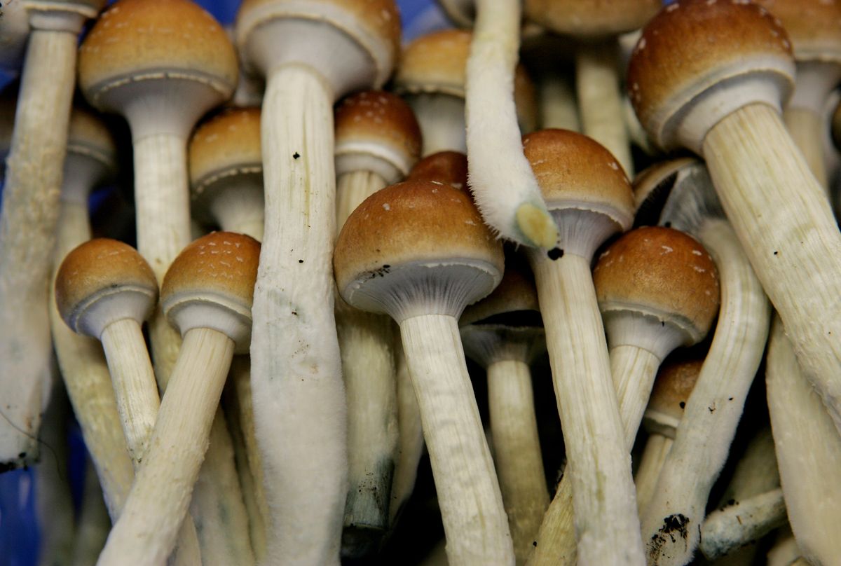 Scientists think there are health benefits to magic mushrooms