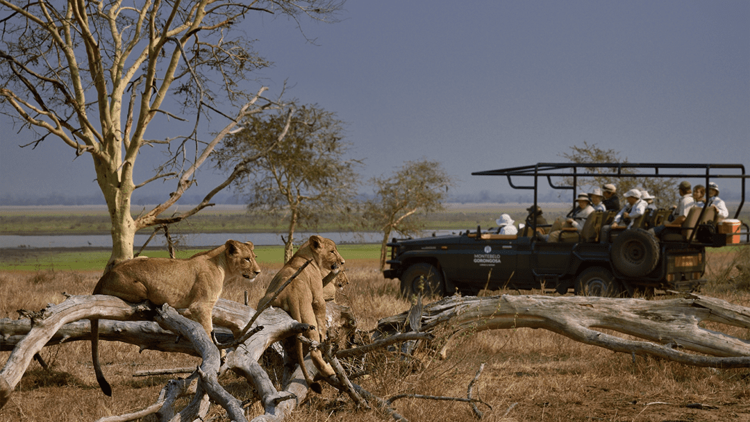 How Mozambique’s Gorongosa Park is being restored