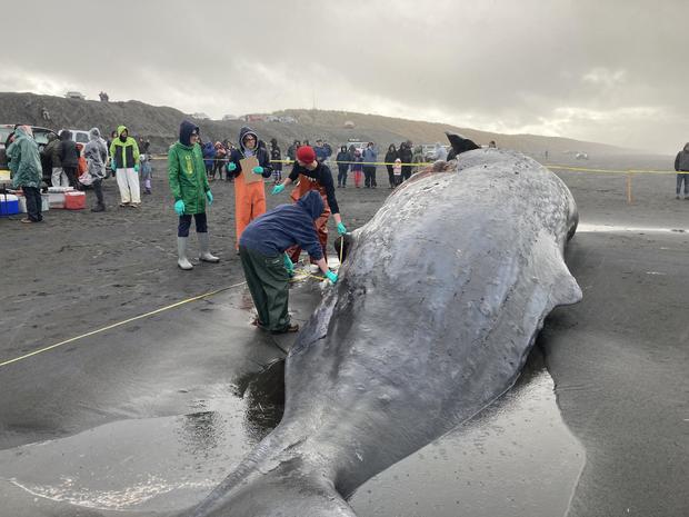 Dead sperm whale is found on Oregon’s coast