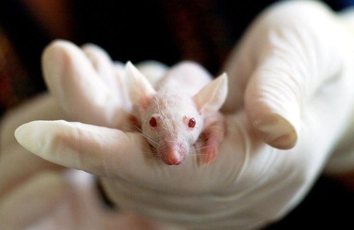 Mice have been shown to benefit from gene editing to reverse vision loss