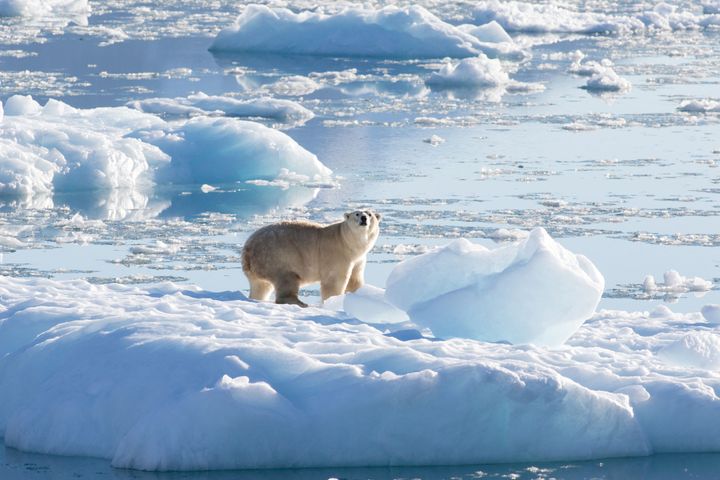 Arctic sea ice is melting, and it may be gone sooner than we thought