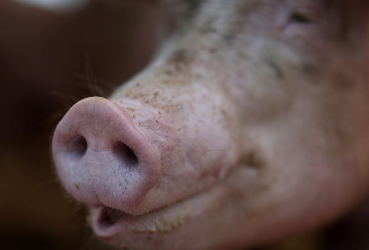 Could gene-edited pigs help us solve the global organ shortage?