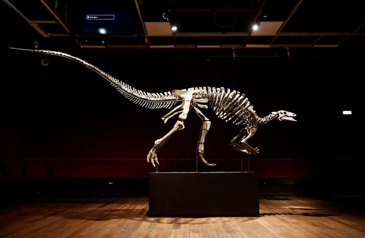 France will auction off a rare dinosaur skeleton