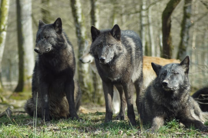Why rewilding the Rocky Mountains with wolves has become so controversial