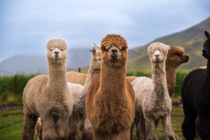 From ÄYA Alpaca in Hong Kong to an update on the sunken Bayesian yacht – here's your weekly round-up