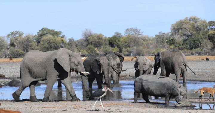 Botswana auctions off elephant hunting licenses