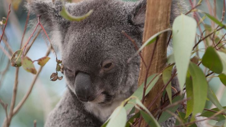 Dead and injured koalas found in blue gum plantation