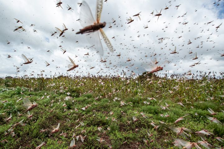 Locust swarms continue to spread through East Africa, South Asia