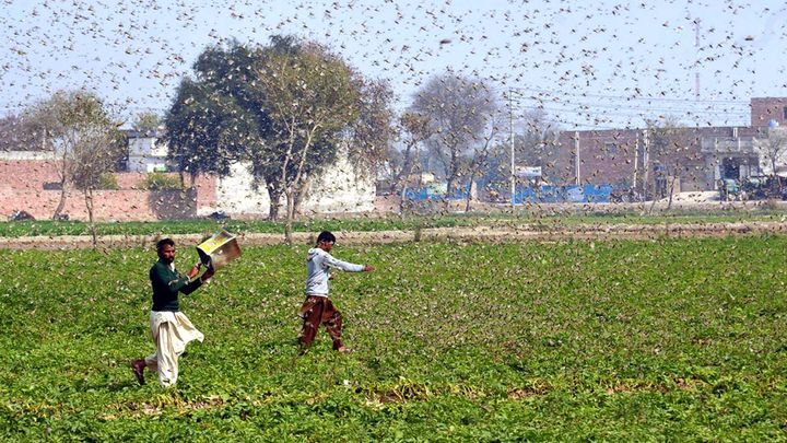 India faces the worst locust attack in nearly three decades amid COVID-19
