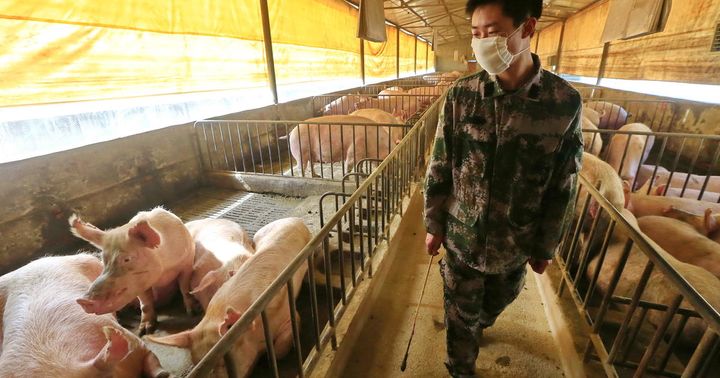 New swine flu virus could potentially trigger a pandemic, Chinese study finds