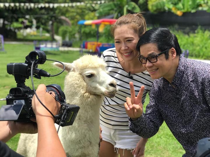 Hong Kong’s first alpaca petting zoo